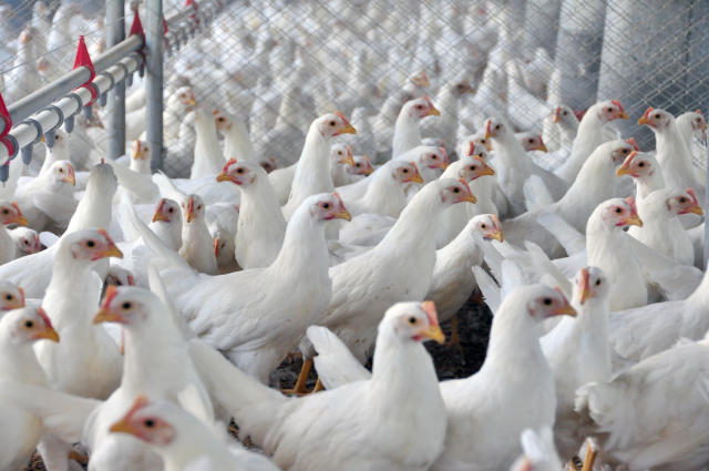 Image of Biofármaco de Bacteriófagos Líticos para Controle de Salmonelas na Avicultura