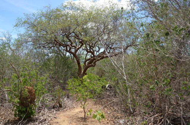 Árvore Do Conhecimento Do Bioma Caatinga Portal Embrapa 9557