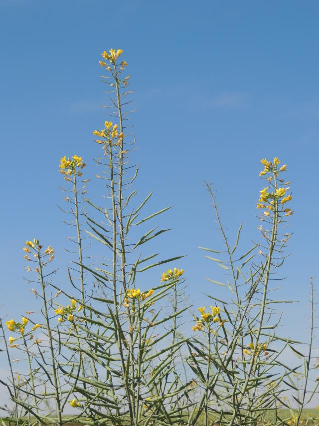 Image of App Mais Canola - Conhecimentos e tecnologias para apoiar o agricultor no cultivo