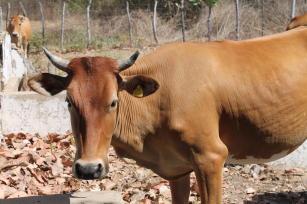 Imagem de Conservação, caracterização e desenvolvimento da raça Curraleiro Pé-Duro