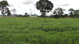 Image of Plantio direto a lanço dos capins Xaraés e Piatã no Acre