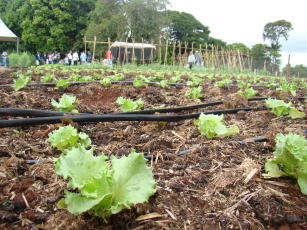 Image of Tecnofam App - tecnologia e conhecimento para a agricultura familiar