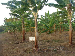 Imagem de Validation of genes for tolerance to water deficit and production of biotechnological active in the development of banana variety with efficient use of water