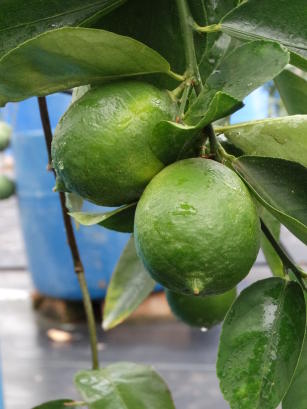 Image of Organic production system of Tahiti acid lime in the Lençóis region, Chapada Diamantina, Bahia, Brazil