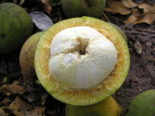 Imagem de Como mitigar danos ao bacurizeiro, causados pelas abelhas arapuás, sem recorrer à destruição de seus ninhos