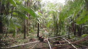 Image of Manejo de açaizais de grota