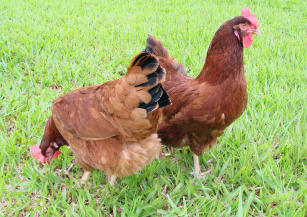 Image of Embrapa 051 freerange laying hen