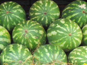 Image of Sistemas alternativos de cultivo de melancia irrigada para o Cerrado de Roraima