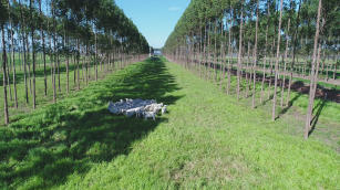 Imagem de Produção Intensiva de Bovinos de Corte: Sistema PPS (Precocidade, Produtividade e Sustentabilidade)