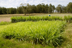 Image of Planejamento Forrageiro