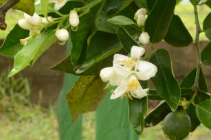 Image of Navelina XR Navel Orange