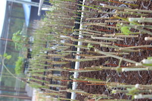 Imagem de MandiPlus: technology for rapid multiplication of cassava seed cuttings