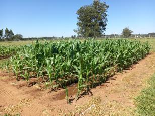 Image of Agro-Efluente - uso de biofertilizante gerado por Fossa Séptica Biodigestora