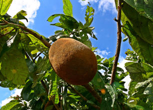 Imagem de Fortalecimento do setor frutícola com a produção de mudas de genótipos de cupuaçuzeiro tolerantes à vassoura-de-bruxa e adoção de boas práticas agrícolas no sul do estado de Roraima