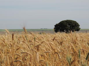 Image of Wheat BRS 374