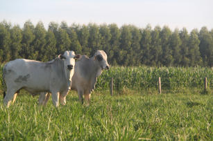 Imagem de Novas opções de componentes forrageiros e arbóreos e serviços ambientais para sistemas integrados no cerrado da região Meio-Norte do Brasil