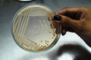 Image of Fermentação líquida para produção massal de controladores biológicos no desenvolvimento de biopesticidas