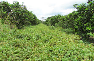 Image of Manejo de Coberturas Vegetais para Fruteiras Tropicais