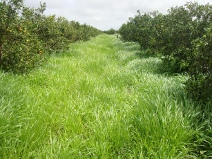 Imagem de Transferência de tecnologias de cobertura vegetal na cultura dos citros e sua contribuição para a agricultura conservacionista.